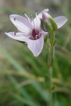 Arenaria purpurascens \ Rosafarbenes Sandkraut, Purpur-Sandkraut / Pink Sandwort, Purplish Sandwort, E Pyrenäen/Pyrenees, Ordesa 23.8.2011