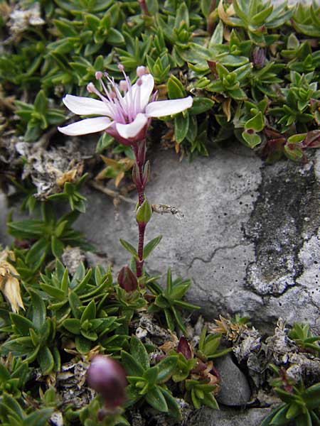 Arenaria purpurascens \ Rosafarbenes Sandkraut, Purpur-Sandkraut / Pink Sandwort, Purplish Sandwort, E Picos de Europa, Fuente De 14.8.2012