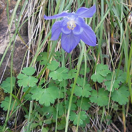 Aquilegia pyrenaica \ Pyrenen-Akelei / Pyrenean Columbine, E Pyrenäen/Pyrenees, Ordesa 23.8.2011