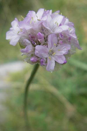 Armeria arenaria \ Wegerichblttrige Grasnelke / Jersey Thrift, E Pyrenäen/Pyrenees, Ordesa 23.8.2011