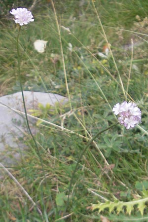 Armeria arenaria \ Wegerichblttrige Grasnelke / Jersey Thrift, E Pyrenäen/Pyrenees, Ordesa 23.8.2011