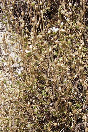 Arenaria grandiflora subsp. incrassata \ Grobltiges Sandkraut / Large-Flowered Sandwort, E Picos de Europa, Cain 9.8.2012