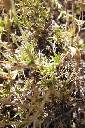 Arenaria grandiflora subsp. incrassata \ Grobltiges Sandkraut / Large-Flowered Sandwort, E Picos de Europa, Cain 9.8.2012