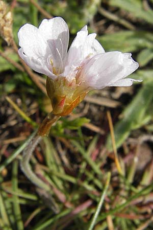 Armeria maritima subsp. maritima \ Strand-Grasnelke / Thrift, Sea Pink, E Asturien/Asturia Ribadesella 10.8.2012