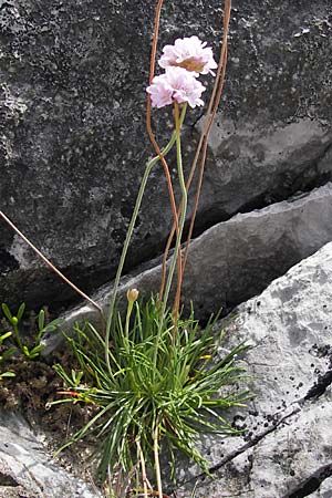 Armeria maritima subsp. maritima \ Strand-Grasnelke, E Asturien Ribadesella 10.8.2012