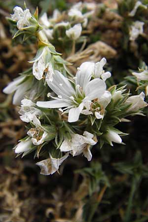 Arenaria erinacea \ Igelstacheliges Sandkraut / White Sandwort, E Picos de Europa, Fuente De 14.8.2012