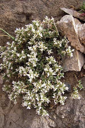 Arenaria erinacea \ Igelstacheliges Sandkraut, E Picos de Europa, Fuente De 14.8.2012