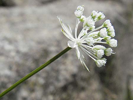 Astrantia minor \ Kleine Sterndolde, E Pyrenäen, Caldes de Boi 18.8.2006