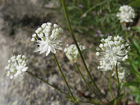 Astrantia minor \ Kleine Sterndolde / Lesser Masterwort, E Pyrenäen/Pyrenees, Caldes de Boi 18.8.2006