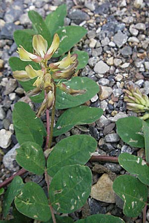 Astragalus glycyphyllos \ Brenschote / Wild Liquorice, E Pyrenäen/Pyrenees, Caldes de Boi 18.8.2006