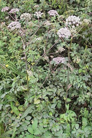 Angelica sylvestris \ Wald-Engelwurz, Gewhnliche Engelwurz, E Bermeo 17.8.2011