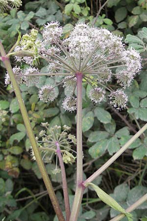 Angelica sylvestris \ Wald-Engelwurz, Gewhnliche Engelwurz, E Bermeo 17.8.2011