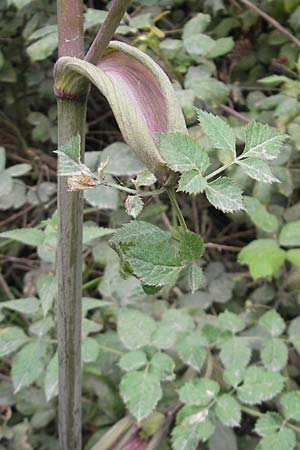 Angelica sylvestris \ Wald-Engelwurz, Gewhnliche Engelwurz, E Bermeo 17.8.2011