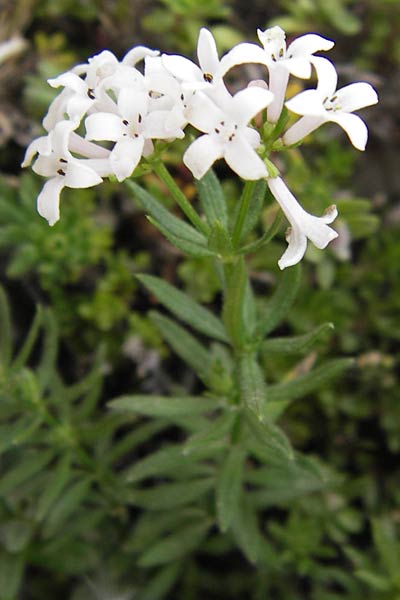 Asperula hirta \ Rauer Meister / Mat Woodruff, E Picos de Europa, Fuente De 14.8.2012