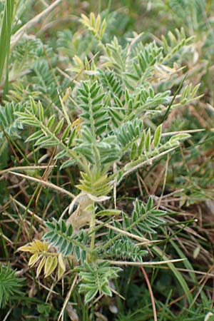 Astragalus sempervirens \ Dorn-Tragant / Mountain Tragacanth, E Pyrenäen/Pyrenees, Castellar de N'Hug 5.8.2018