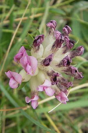 Anthyllis vulneraria subsp. boscii / Pyrenean Kidney Vetch, E Pyrenees, Ordesa 23.8.2011