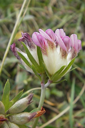 Anthyllis vulneraria subsp. boscii / Pyrenean Kidney Vetch, E Pyrenees, Ordesa 23.8.2011