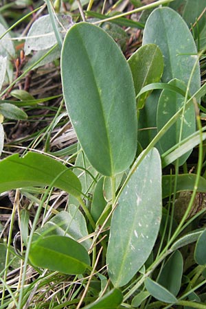 Anthyllis vulneraria subsp. boscii \ Pyrenen-Wundklee, E Pyrenäen, Ordesa 23.8.2011