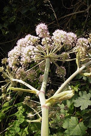 Angelica sylvestris \ Wald-Engelwurz, Gewhnliche Engelwurz / Wild Angelica, E Asturien/Asturia, Cangas de Onis 11.8.2012