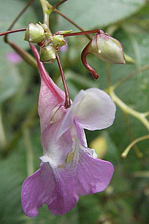 Impatiens balfourii \ Balfours Springkraut, E Pyrenäen, Vielha 16.8.2006