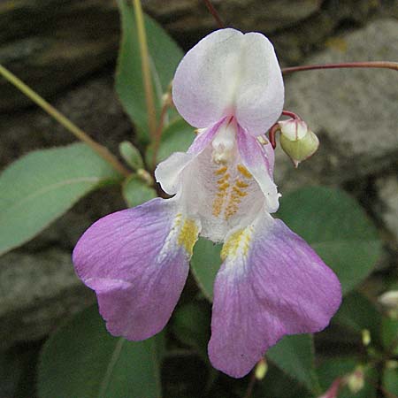 Impatiens balfourii \ Balfours Springkraut / Balfour's Balsam, E Pyrenäen/Pyrenees, Durro in Boi - Tal / Valley 16.8.2006