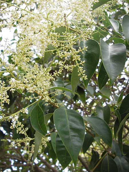 Ligustrum lucidum \ Glanz-Liguster, Glnzender Liguster, E Asturien Llanes 12.8.2012