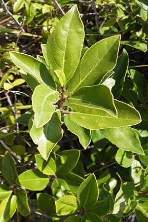 Phillyrea latifolia \ Breitblttrige Steinlinde, E Lekeitio 6.8.2012