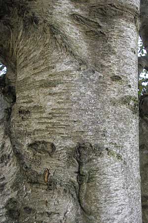 Betula pubescens \ Moor-Birke, Flaum-Birke / Downy Birch, E Zarautz 18.8.2011