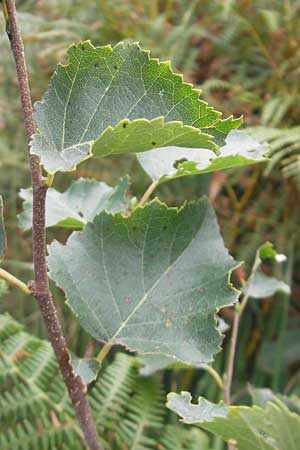 Betula pubescens \ Moor-Birke, Flaum-Birke / Downy Birch, E Zarautz 18.8.2011