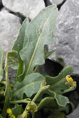 Sisymbrium austriacum subsp. chrysanthum \ Pyrenen-Rauke / Pyrenean Rocket, E Picos de Europa, Fuente De 14.8.2012