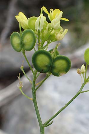 Biscutella laevigata \ Gewhnliches Brillenschtchen, E Pyrenäen, Prat de Cadi 6.8.2018