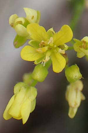 Biscutella laevigata \ Gewhnliches Brillenschtchen / Buckler Mustard, E Pyrenäen/Pyrenees, Prat de Cadi 6.8.2018