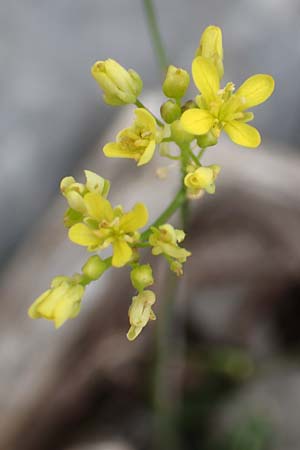 Biscutella laevigata \ Gewhnliches Brillenschtchen, E Pyrenäen, Prat de Cadi 6.8.2018