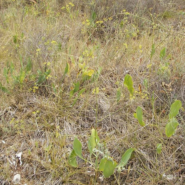 Bupleurum rigidum \ Steifes Hasenohr / Stiff Hare's Ear, E Sangüesa 18.8.2011