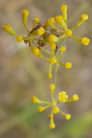 Bupleurum rigidum \ Steifes Hasenohr / Stiff Hare's Ear, E Sangüesa 18.8.2011