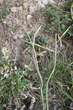 Coincya monensis subsp. montana \ Berg-Lacksenf / Mountain Wallflower Cabbage, E Pyrenäen/Pyrenees, Ordesa 23.8.2011