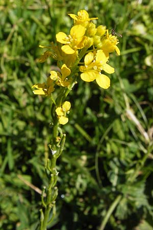 Sisymbrium austriacum subsp. chrysanthum \ Pyrenen-Rauke, E Picos de Europa, Covadonga 7.8.2012