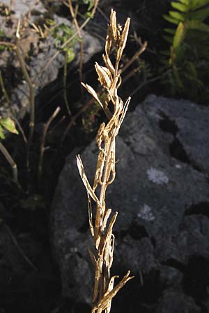 Sisymbrium austriacum subsp. chrysanthum \ Pyrenen-Rauke, E Picos de Europa, Covadonga 7.8.2012