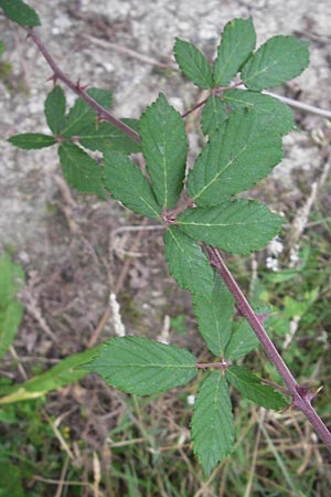 Rubus ulmifolius \ Mittelmeer-Brombeere, Sand-Brombeere / Elmleaf Bramble, E Picos de Europa, Carrea 11.8.2012