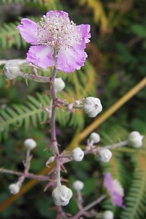 Rubus ulmifolius \ Mittelmeer-Brombeere, Sand-Brombeere / Elmleaf Bramble, E Picos de Europa, Carrea 11.8.2012