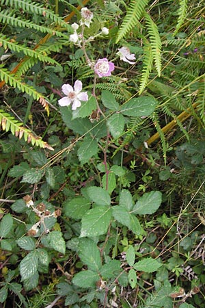 Rubus ulmifolius \ Mittelmeer-Brombeere, Sand-Brombeere, E Picos de Europa, Carrea 11.8.2012