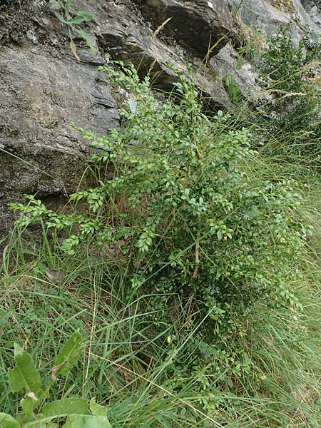 Buxus sempervirens \ Gewhnlicher Buchsbaum / Boxtree, E Pyrenäen/Pyrenees, La Popla de Lillet 5.8.2018