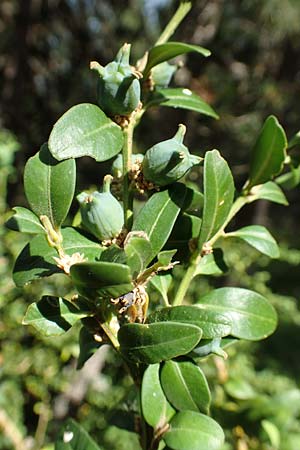 Buxus sempervirens \ Gewhnlicher Buchsbaum / Boxtree, E Pyrenäen/Pyrenees, Prat de Cadi 6.8.2018