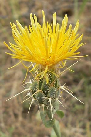 Centaurea ornata / Decorated Knapweed, E Sangüesa 18.8.2011