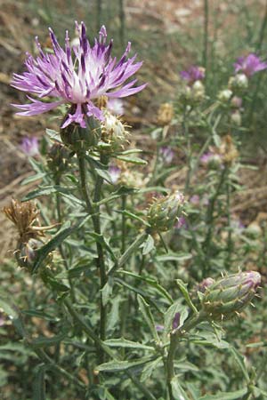 Centaurea aspera \ Raue Flockenblume, E Barcelona 13.8.2006