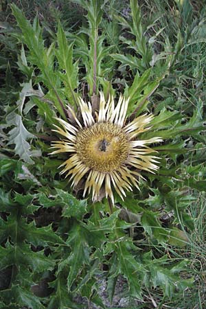 Carlina acanthifolia \ Akanthus-Silberdistel / Acanthus-Leaved Thistle, E Pyrenäen/Pyrenees, Caldes de Boi 16.8.2006