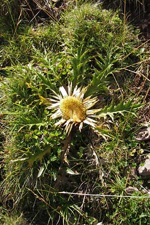 Carlina acanthifolia \ Akanthus-Silberdistel / Acanthus-Leaved Thistle, E Pyrenäen/Pyrenees, Hecho - Tal / Valley 19.8.2011
