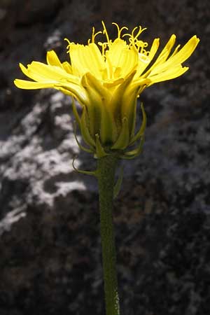 Crepis albida subsp. asturica / Asturian Hawk's-Beard, E Picos de Europa, Covadonga 7.8.2012