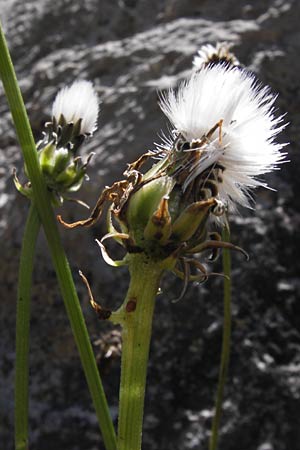 Crepis albida subsp. asturica / Asturian Hawk's-Beard, E Picos de Europa, Covadonga 7.8.2012