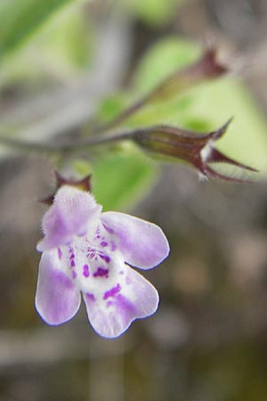 Clinopodium menthifolium subsp. ascendens / Common Calamint, E Asturia Llanes 12.8.2012